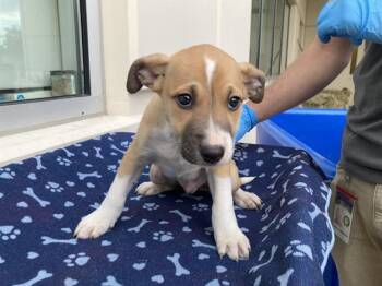 Siberian Husky and Labrador Retriever Dogs Available for Adoption - ROME | PetCurious