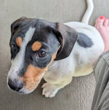 Cheddar - Fostered in Omaha -  Basset Hound and Labrador Retriever Dog for Adoption in Overland Park, Kansas - Cheddar - Fostered In Omaha | PetCurious
