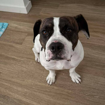 Rescue Pit Bull Terrier Dogs for Adoption in Tampa, Florida - Blaze | PetCurious