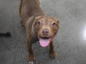 Acorn -  Pit Bull Terrier Dog for Adoption in Portland, Oregon - Acorn | PetCurious