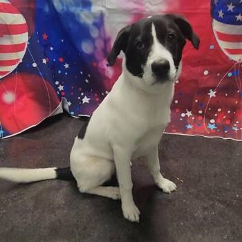 BUBBA -  Border Collie and Mixed Breed Dog for Adoption in Wylie, Texas - BUBBA | PetCurious