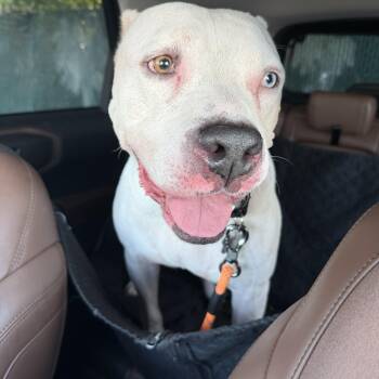 Mixed Breed Dogs Available for Adoption - Olaf | PetCurious