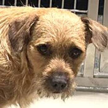 Chulo - URGENT -  Norwich Terrier Dog for Adoption in Thousand Oaks, California - Chulo - URGENT | PetCurious