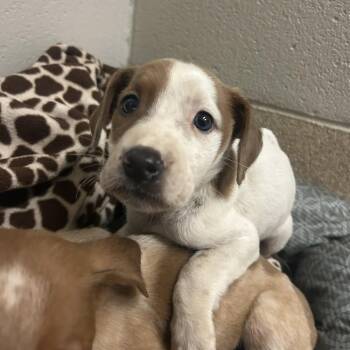 Mixed Breed Dogs Available for Adoption in Bristol, Indiana - Anthea | PetCurious