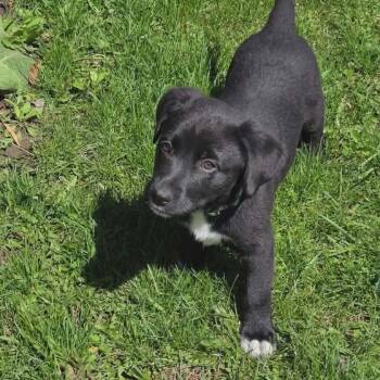 Labrador Retriever and Australian Cattle Dog Blue Heeler Dogs Available for Adoption in Holiday Hills, Illinois - Redhot | PetCurious