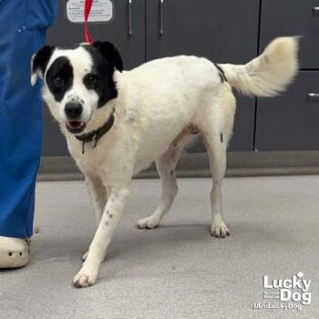 Penn -  Border Collie and Spaniel Dog for Adoption in Washington, District Of Columbia - Penn | PetCurious