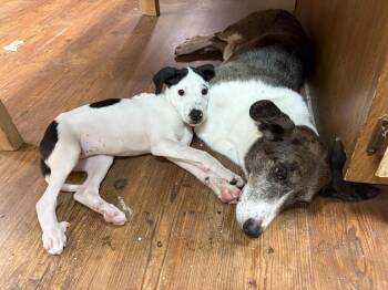 Polly -  Mixed Breed Dog for Adoption in Chattanooga, Tennessee - Polly | PetCurious