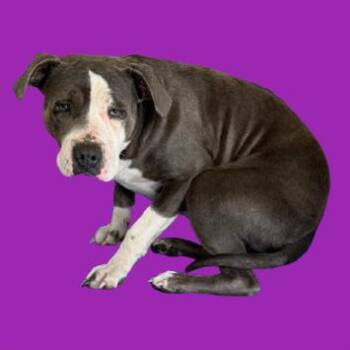 Pit Bull Terrier Dogs Available for Adoption - Ethel | PetCurious