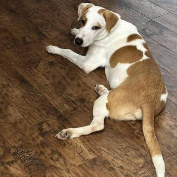 Rescue American Foxhound Dogs for Adoption in Seguin, Texas - Phoenix | PetCurious