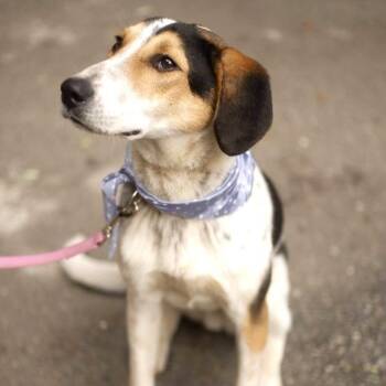 Foxhound and Beagle Dogs Available for Adoption - Boris | PetCurious
