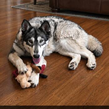 Promise -  Husky Dog for Adoption in Springfield, Missouri - Promise | PetCurious