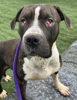 Eeyore -  Pit Bull Terrier Dog for Adoption in Anderson, Indiana - Eeyore | PetCurious
