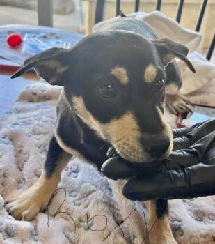Miniature Pinscher Dogs Available for Adoption - Roxy | PetCurious