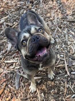 Rescue French Bulldog Dogs for Adoption in Fremont, California - FIONA | PetCurious