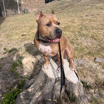 Pit Bull Terrier Dogs Available for Adoption in Dallas, Texas - KodaBear | PetCurious
