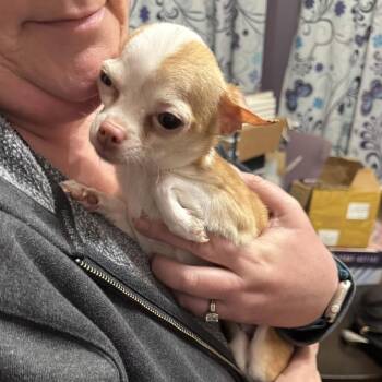 Chihuahua Dogs Available for Adoption in Lenexa, Kansas - Leena | PetCurious
