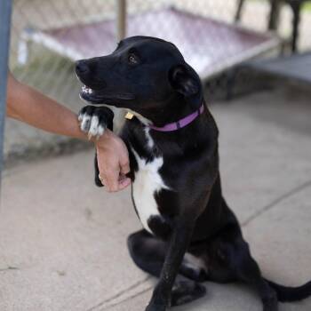 Sienna -  Border Collie and Labrador Retriever Dog for Adoption - Sienna | PetCurious