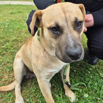 Mixed Breed Dogs Available for Adoption - 03/27/2026-Stray-PeabodyAvenue | PetCurious