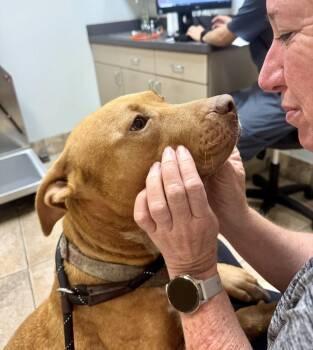 Rhodesian Ridgeback and Labrador Retriever Dogs Available for Adoption in Houston, Texas - Hope | PetCurious