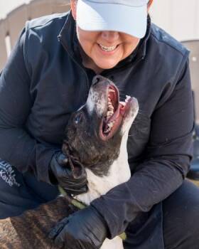 Mixed Breed Dogs Available for Adoption in Chamblee, Georgia - Cornflower | PetCurious