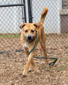 Mixed Breed Dogs Available for Adoption in Chamblee, Georgia - Tweedo | PetCurious