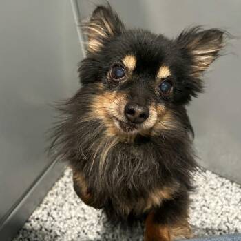 Chihuahua Dogs Available for Adoption - Teddy D11220 | PetCurious