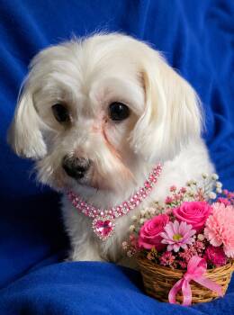 Sadie -  Maltese Dog for Adoption in North Augusta, South Carolina - Sadie | PetCurious