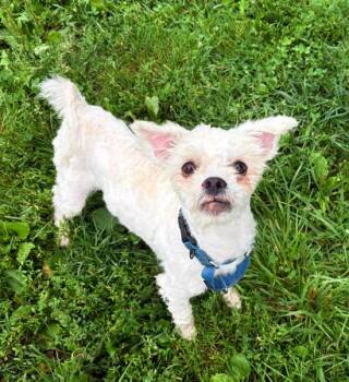 Albark Einstein -  Miniature Poodle Dog for Adoption in Brunswick, Ohio - Albark Einstein | PetCurious