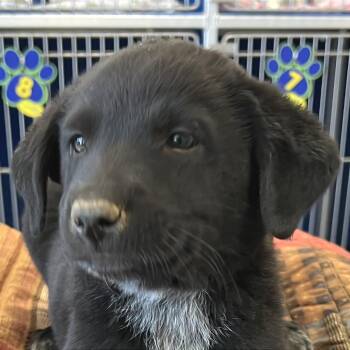 107775 -  Mixed Breed Dog for Adoption in Las Cruces, New Mexico - 107775 | PetCurious