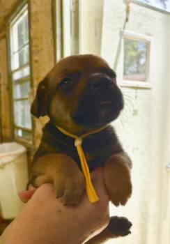 Willow -  Mixed Breed Dog for Adoption in Ruston, Louisiana - Willow | PetCurious