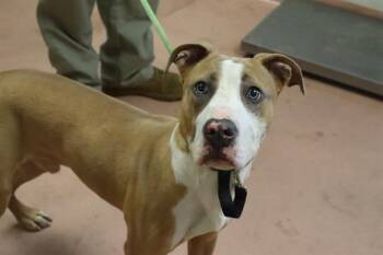 APRICOT -  Mixed Breed Dog for Adoption in Columbia, South Carolina - APRICOT | PetCurious