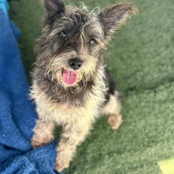 Twister -  Yorkshire Terrier and Mixed Breed Dog for Adoption in San Pablo, California - Twister | PetCurious