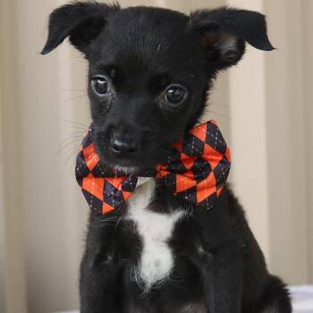 Max -  Cairn Terrier and Chihuahua Dog for Adoption in Bandera, Texas - Max | PetCurious
