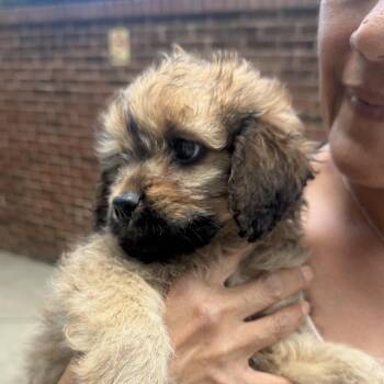 Curly -  Miniature Poodle and Spaniel Dog for Adoption in Biltmore Forest, North Carolina - Curly | PetCurious