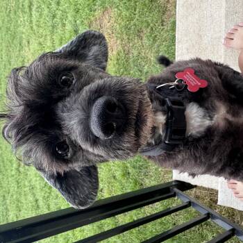 Miniature Poodle Dogs Available for Adoption in Austin, Texas - Archer | PetCurious
