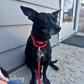 Erika -  Chihuahua Dog for Adoption in Cheyenne, Wyoming - Erika | PetCurious