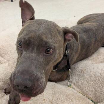 Pit Bull Terrier Dogs Available for Adoption in Austin, Texas - Finnegan | PetCurious