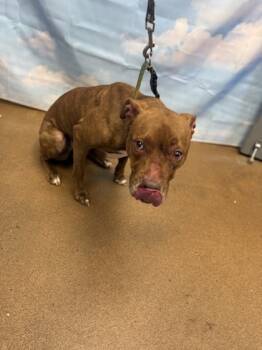 Rescue Mixed Breed Dogs for Adoption in West Chester, Pennsylvania - Pheobe | PetCurious