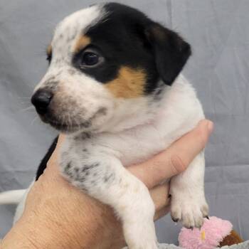 Rescue Pointer and Mixed Breed Dogs for Adoption - Patches (Inkspot Litter) | PetCurious