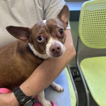 Mixed Breed Dogs Available for Adoption in Philadelphia, Pennsylvania - Phabiola | PetCurious