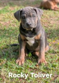 Labrador Retriever and Mountain Cur Dogs Available for Adoption in El Dorado, Arkansas - Rocky Toliver | PetCurious