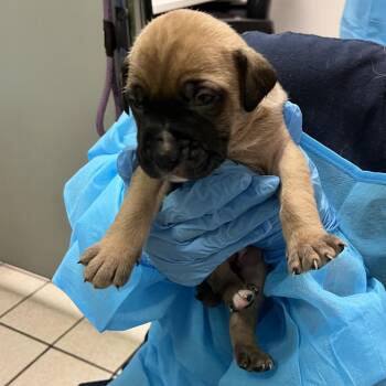 Mixed Breed Dogs Available for Adoption in Charleston, West Virginia - Friend Owl | PetCurious