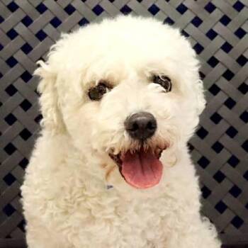 Ollie -  Bichon Frise Dog for Adoption in Midland, Texas - Ollie | PetCurious