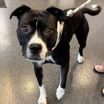 Lucy Lou -  Mixed Breed Dog for Adoption in Allentown, Pennsylvania - Lucy Lou | PetCurious