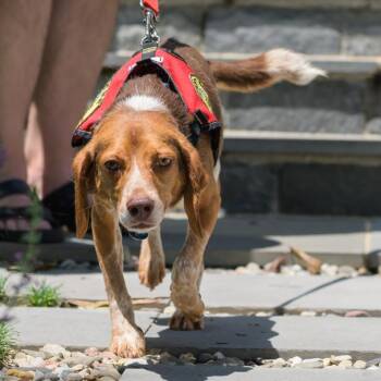 Phineas -  Beagle and Mixed Breed Dog for Adoption in Washington, District Of Columbia - Phineas | PetCurious