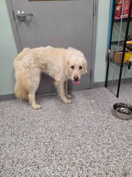 Gwendolyn -  Terrier and Great Pyrenees Dog for Adoption in Athens, Tennessee - Gwendolyn | PetCurious