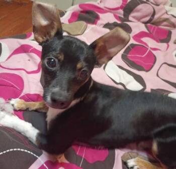 Stallone -  Chihuahua Dog for Adoption in Homer Glen, Illinois - Stallone | PetCurious