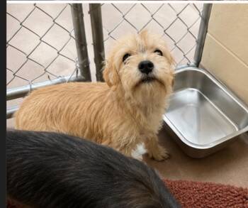 Sage -  Terrier Dog for Adoption in Portland, Maine - Sage | PetCurious
