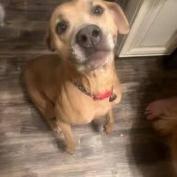 Penny -  Pit Bull Terrier Dog for Adoption in Sweetwater, Tennessee - Penny | PetCurious