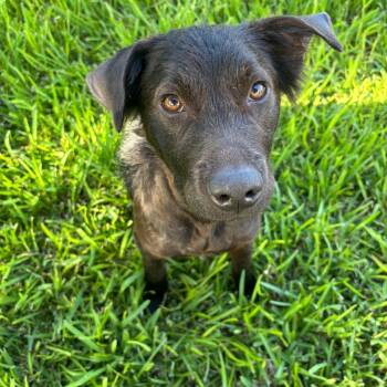Archie -  Dutch Shepherd Dog for Adoption in Houston, Texas - Archie | PetCurious